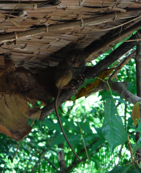 tarsier-conservation-area-bohol (1)