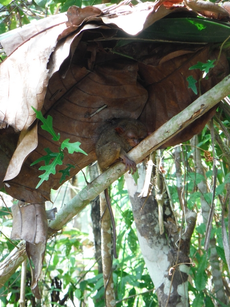 tarsier-conservation-area-bohol (4)