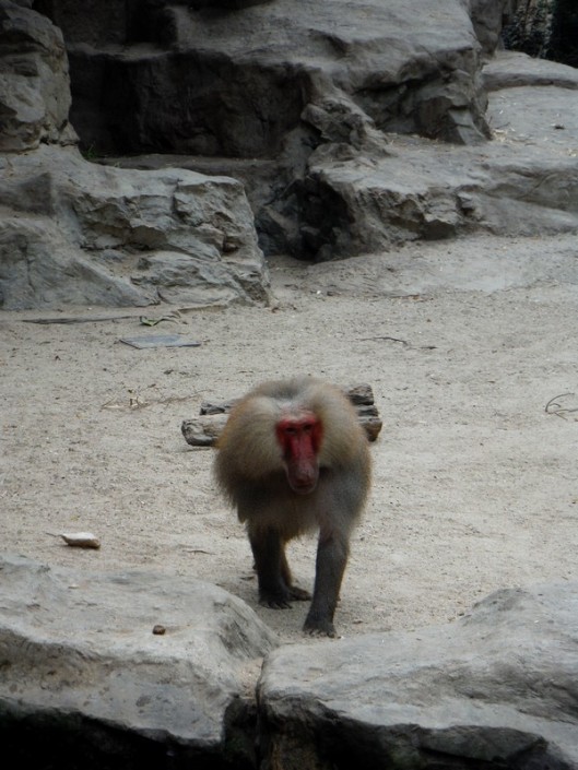 singapore-zoo -babouins