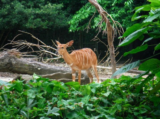 singapore-zoo -deer