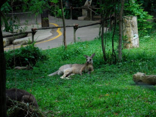 singapore-zoo -kangourou