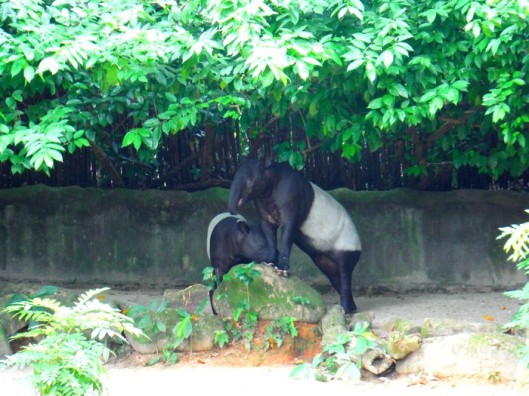 singapore-zoo -tapir